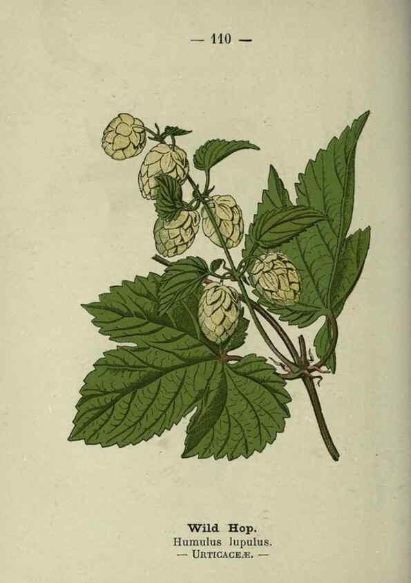 Reproducción/Reproduction 8746673493: Wayside and woodland blossoms :. London ;F. Warne,1895.