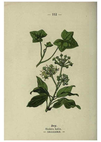 Reproducción/Reproduction 8747794634: Wayside and woodland blossoms :. London ;F. Warne,1895.