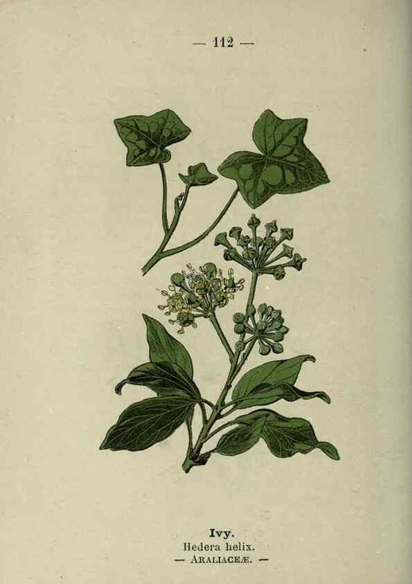 Reproducción/Reproduction 8747794634: Wayside and woodland blossoms :. London ;F. Warne,1895.