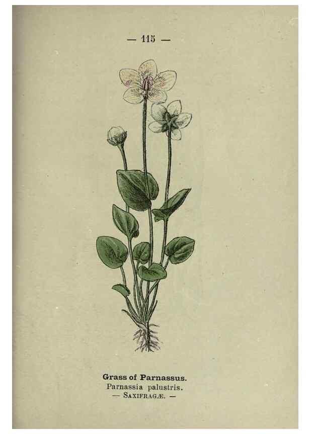 Reproducción/Reproduction 8747795870: Wayside and woodland blossoms :. London ;F. Warne,1895.
