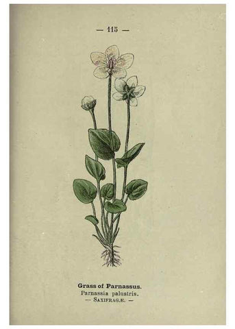 Reproducción/Reproduction 8747795870: Wayside and woodland blossoms :. London ;F. Warne,1895.