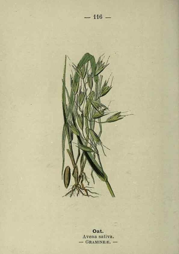 Reproducción/Reproduction 8747796292: Wayside and woodland blossoms :. London ;F. Warne,1895.