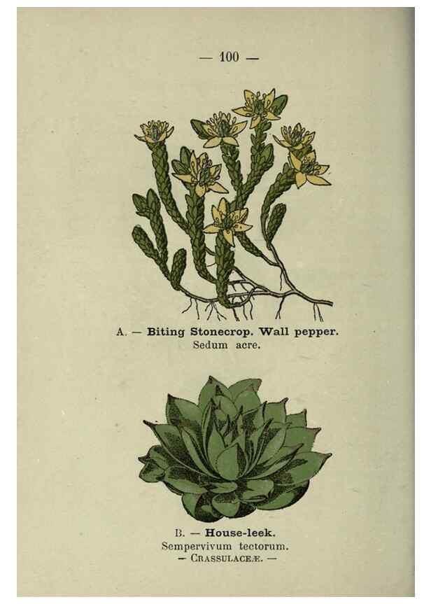 Reproducción/Reproduction 8747789142: Wayside and woodland blossoms :. London ;F. Warne,1895.