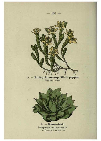 Reproducción/Reproduction 8747789142: Wayside and woodland blossoms :. London ;F. Warne,1895.