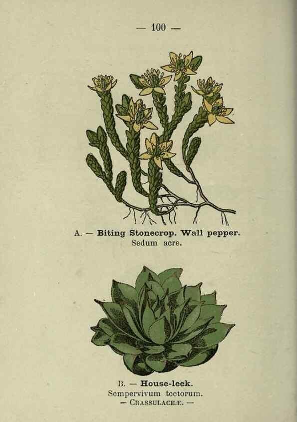 Reproducción/Reproduction 8747789142: Wayside and woodland blossoms :. London ;F. Warne,1895.