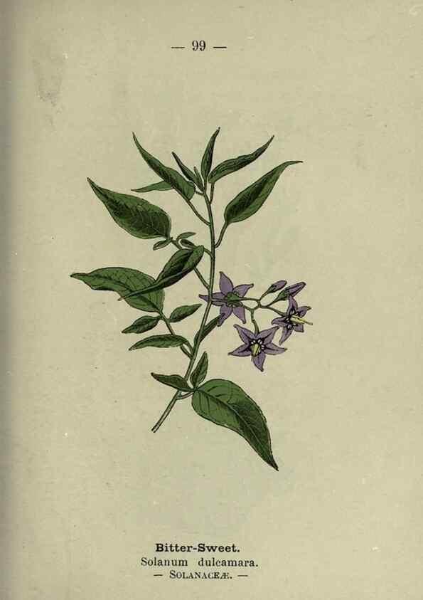 Reproducción/Reproduction 8747788588: Wayside and woodland blossoms :. London ;F. Warne,1895.