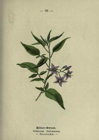 Reproducción/Reproduction 8747788588: Wayside and woodland blossoms :. London ;F. Warne,1895.