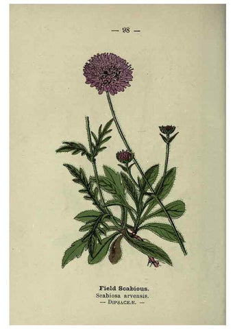 Reproducción/Reproduction 8747788080: Wayside and woodland blossoms :. London ;F. Warne,1895.