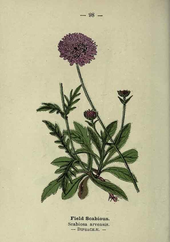 Reproducción/Reproduction 8747788080: Wayside and woodland blossoms :. London ;F. Warne,1895.