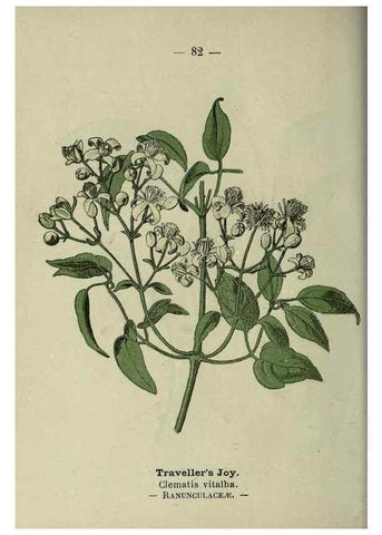 Reproducción/Reproduction 8746660013: Wayside and woodland blossoms :. London ;F. Warne,1895.