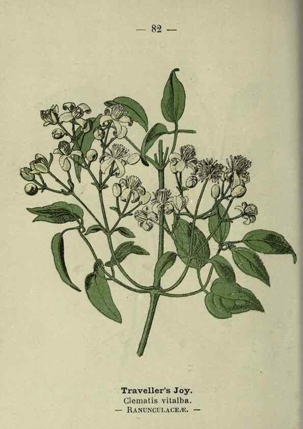 Reproducción/Reproduction 8746660013: Wayside and woodland blossoms :. London ;F. Warne,1895.