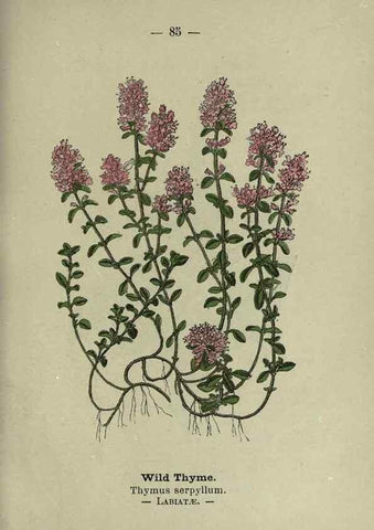 Reproducción/Reproduction 8746661697: Wayside and woodland blossoms :. London ;F. Warne,1895.