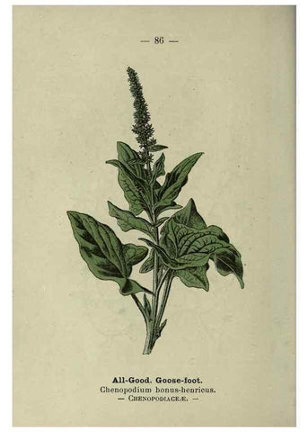 Reproducción/Reproduction 8746662257: Wayside and woodland blossoms :. London ;F. Warne,1895.