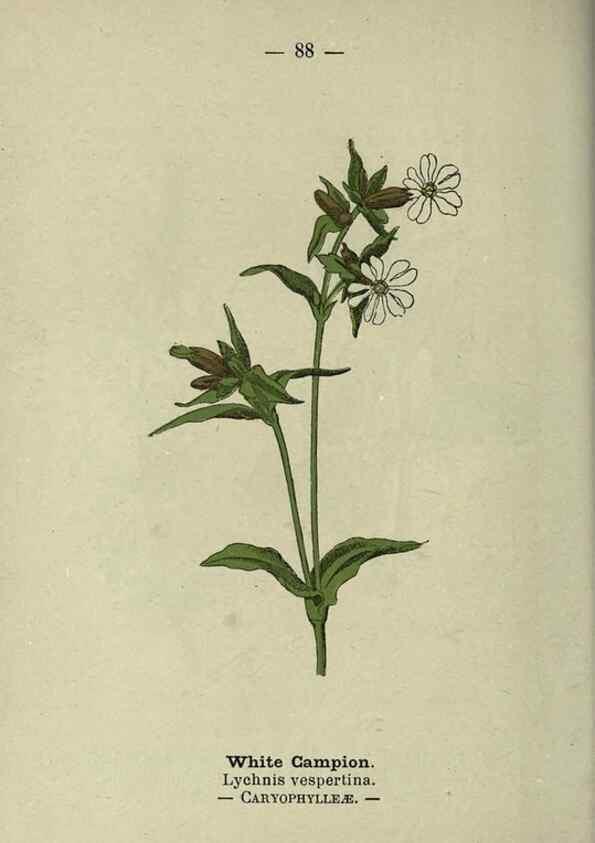 Reproducción/Reproduction 8746663231: Wayside and woodland blossoms :. London ;F. Warne,1895.