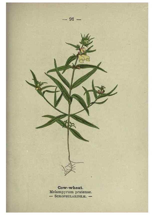Reproducción/Reproduction 8746664611: Wayside and woodland blossoms :. London ;F. Warne,1895.