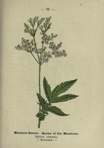 Reproducción/Reproduction 8747785910: Wayside and woodland blossoms :. London ;F. Warne,1895.