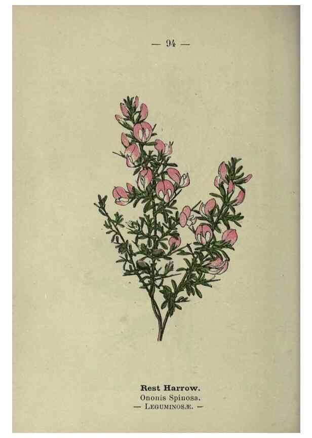 Reproducción/Reproduction 8746665861: Wayside and woodland blossoms :. London ;F. Warne,1895.