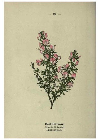 Reproducción/Reproduction 8746665861: Wayside and woodland blossoms :. London ;F. Warne,1895.