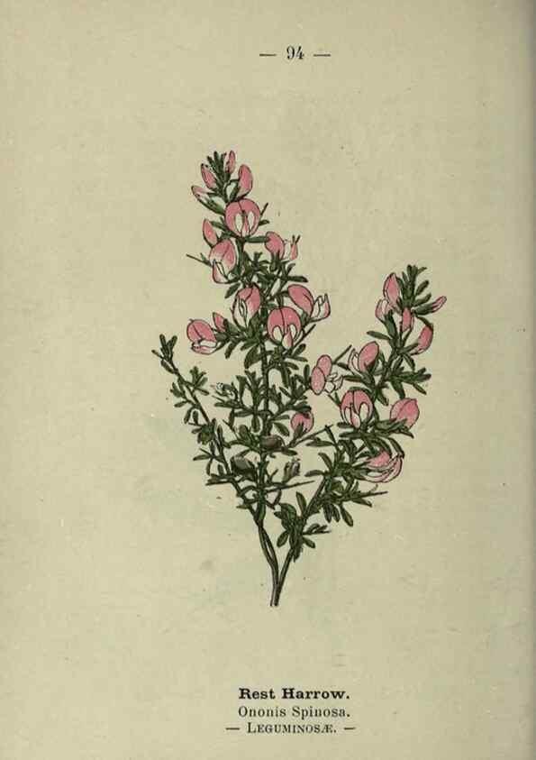 Reproducción/Reproduction 8746665861: Wayside and woodland blossoms :. London ;F. Warne,1895.