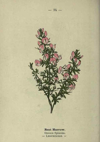 Reproducción/Reproduction 8746665861: Wayside and woodland blossoms :. London ;F. Warne,1895.