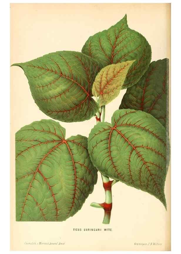 Reproducción/Reproduction 8803011906: Neerland's Plantentuin :. Groningen :J. Wolters,1865-1867.