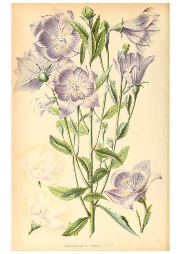 Reproducción/Reproduction 8792434443: Neerland's Plantentuin :. Groningen :J. Wolters,1865-1867.
