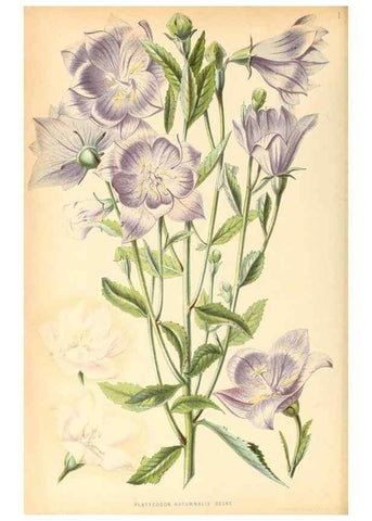 Reproducción/Reproduction 8792434443: Neerland's Plantentuin :. Groningen :J. Wolters,1865-1867.