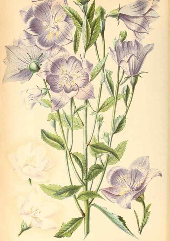 Reproducción/Reproduction 8792434443: Neerland's Plantentuin :. Groningen :J. Wolters,1865-1867.
