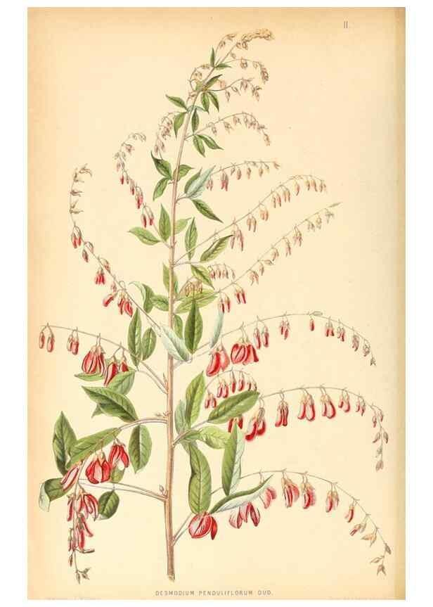 Reproducción/Reproduction 8792436831: Neerland's Plantentuin :. Groningen :J. Wolters,1865-1867.