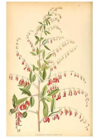 Reproducción/Reproduction 8792436831: Neerland's Plantentuin :. Groningen :J. Wolters,1865-1867.
