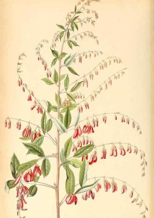 Reproducción/Reproduction 8792436831: Neerland's Plantentuin :. Groningen :J. Wolters,1865-1867.