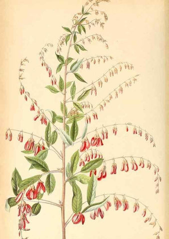 Reproducción/Reproduction 8792436831: Neerland's Plantentuin :. Groningen :J. Wolters,1865-1867.