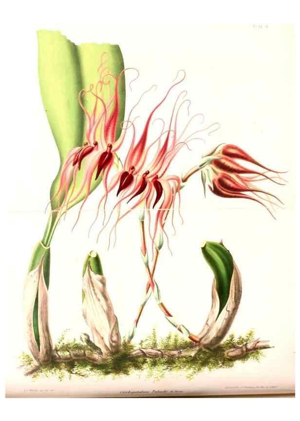 Reproducción/Reproduction 8792440653: Neerland's Plantentuin :. Groningen :J. Wolters,1865-1867.