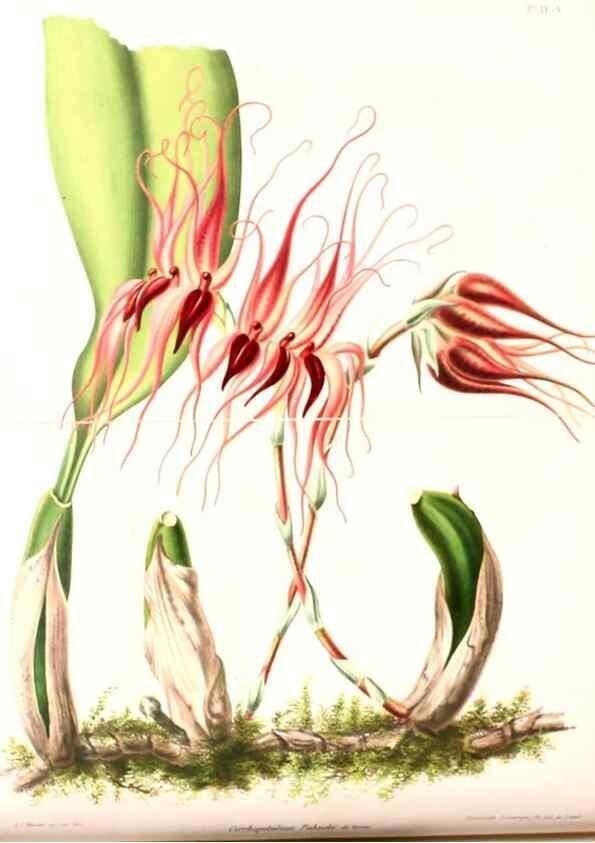 Reproducción/Reproduction 8792440653: Neerland's Plantentuin :. Groningen :J. Wolters,1865-1867.