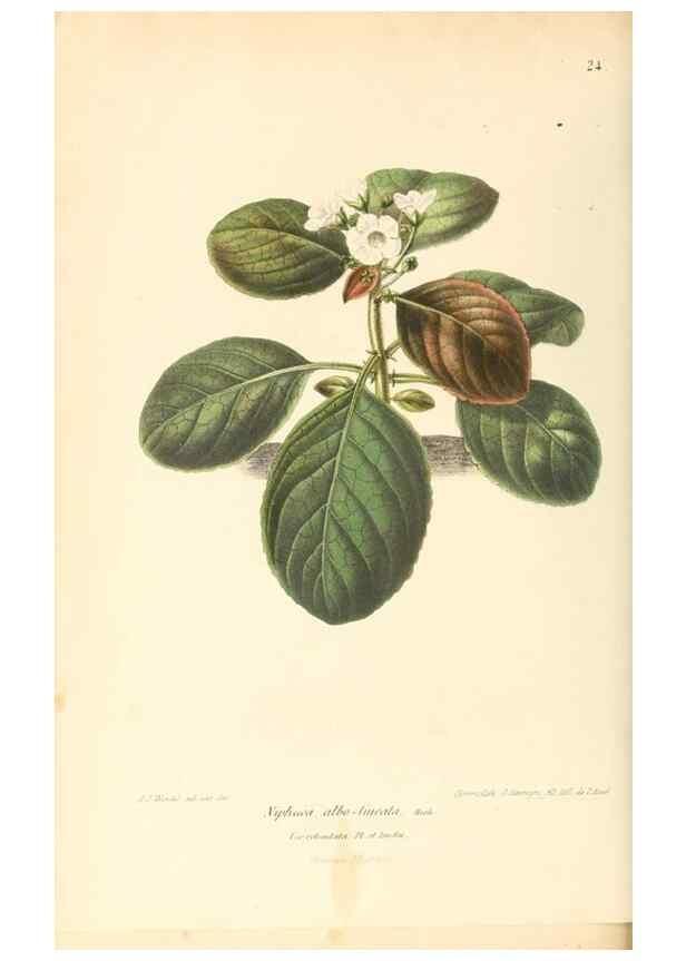 Reproducción/Reproduction 8803024238: Neerland's Plantentuin :. Groningen :J. Wolters,1865-1867.