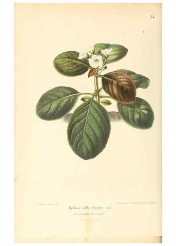 Reproducción/Reproduction 8803024238: Neerland's Plantentuin :. Groningen :J. Wolters,1865-1867.