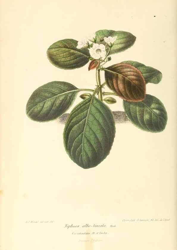 Reproducción/Reproduction 8803024238: Neerland's Plantentuin :. Groningen :J. Wolters,1865-1867.