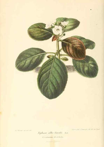 Reproducción/Reproduction 8803024238: Neerland's Plantentuin :. Groningen :J. Wolters,1865-1867.
