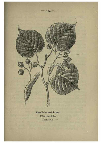 Reproducción/Reproduction 8747802074: Wayside and woodland blossoms :. London ;F. Warne,1895.