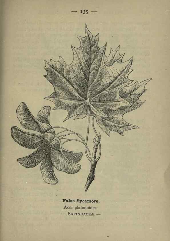 Reproducción/Reproduction 8747803250: Wayside and woodland blossoms :. London ;F. Warne,1895.