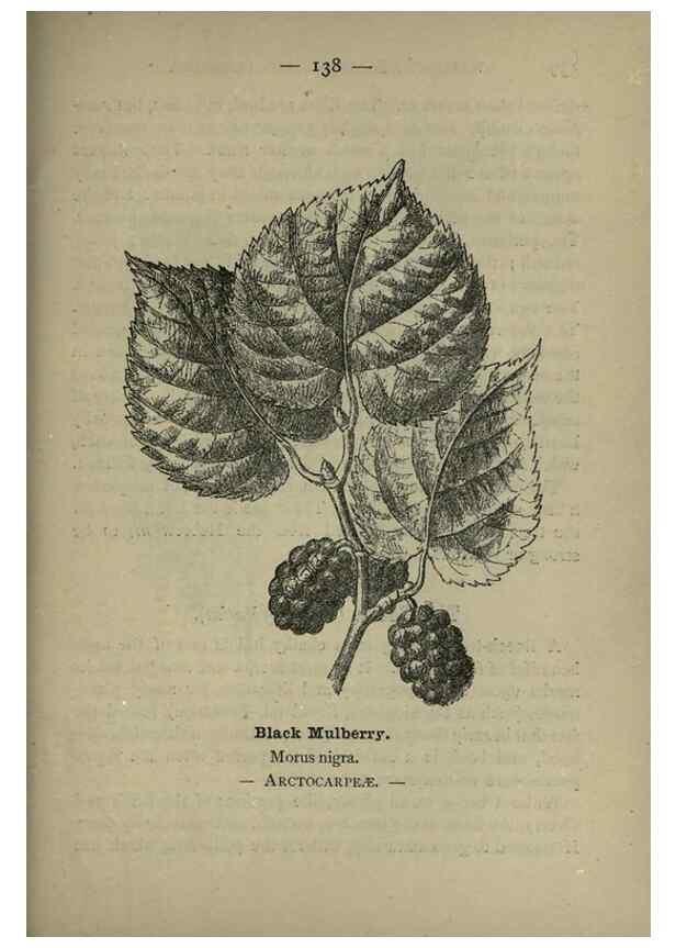 Reproducción/Reproduction 8746684343: Wayside and woodland blossoms :. London ;F. Warne,1895.