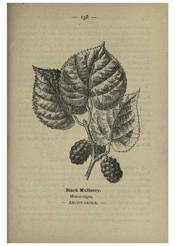 Reproducción/Reproduction 8746684343: Wayside and woodland blossoms :. London ;F. Warne,1895.