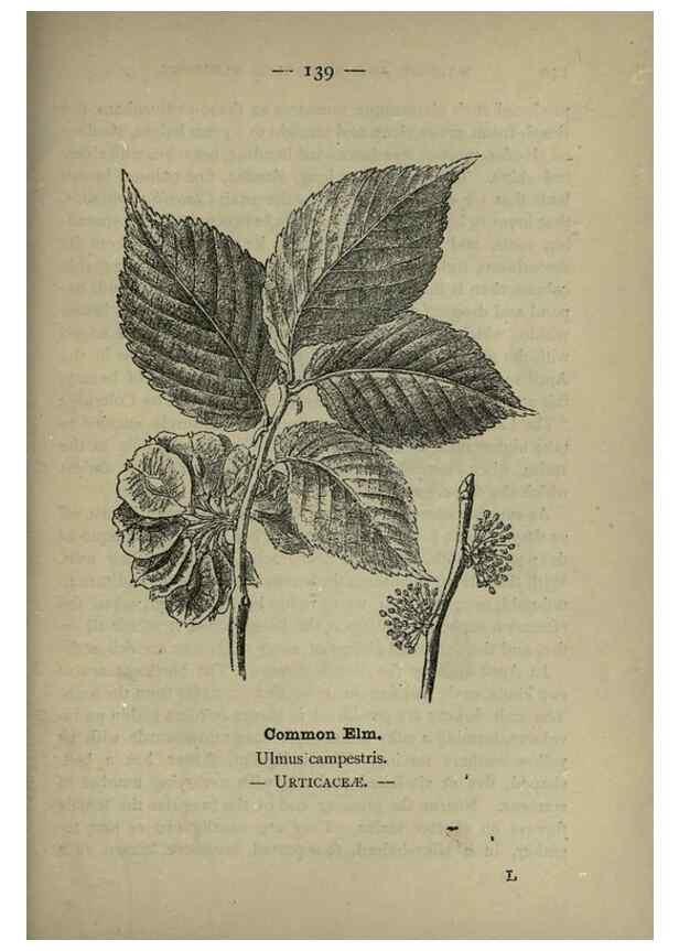 Reproducción/Reproduction 8746684895: Wayside and woodland blossoms :. London ;F. Warne,1895.