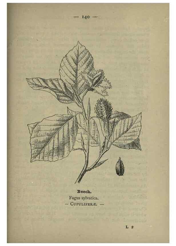 Reproducción/Reproduction 8746685397: Wayside and woodland blossoms :. London ;F. Warne,1895.