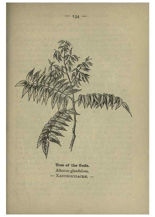 Reproducción/Reproduction 8746682521: Wayside and woodland blossoms :. London ;F. Warne,1895.