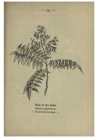 Reproducción/Reproduction 8746682521: Wayside and woodland blossoms :. London ;F. Warne,1895.