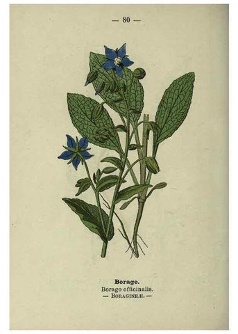 Reproducción/Reproduction 8746659061: Wayside and woodland blossoms :. London ;F. Warne,1895.