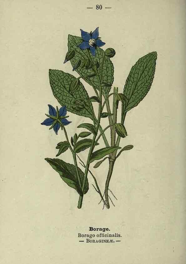 Reproducción/Reproduction 8746659061: Wayside and woodland blossoms :. London ;F. Warne,1895.