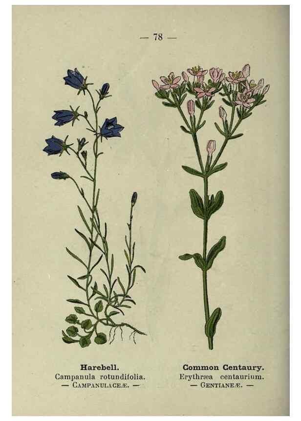Reproducción/Reproduction 8747778760: Wayside and woodland blossoms :. London ;F. Warne,1895.
