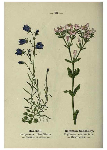 Reproducción/Reproduction 8747778760: Wayside and woodland blossoms :. London ;F. Warne,1895.